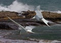 Arctic Terns in flight Royalty Free Stock Photo