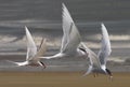 Arctic Terns fly home