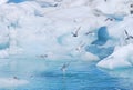 Arctic terns in glacier lagoon