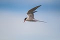 Arctic Terns hovering over their prey in the ocean