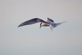 Arctic Terns hovering over their prey in the ocean