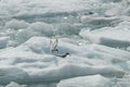 Arctic Terns on Ice Royalty Free Stock Photo
