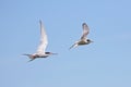 Arctic Terns Royalty Free Stock Photo