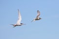 Arctic Terns