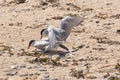 Arctic terns mating on a beach Royalty Free Stock Photo