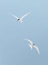 Arctic Terns (Sterna paradisaea) Royalty Free Stock Photo