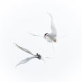 Arctic Terns (Sterna paradisaea) Royalty Free Stock Photo