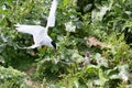 Arctic Terns with chicks Royalty Free Stock Photo