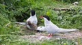 Arctic Terns with chicks Royalty Free Stock Photo