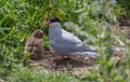 Arctic Terns with chicks Royalty Free Stock Photo