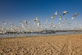 Flying Flock of Arctic Terns