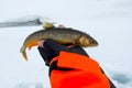 Arctic trout fishing trophy Royalty Free Stock Photo