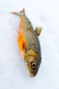 Arctic trout on the ice Royalty Free Stock Photo