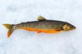 Arctic trout portrait Royalty Free Stock Photo