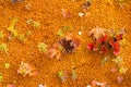 Arctic Tundra Fall Colors Nature Background Royalty Free Stock Photo