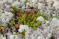 Arctic Tundra lichen moss close-up. Cladonia rangiferina, also known as reindeer cup lichen