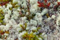 Arctic Tundra lichen moss close-up. Cladonia rangiferina, also known as reindeer cup lichen