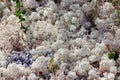 Arctic Tundra lichen moss close-up. Cladonia rangiferina, also known as reindeer cup lichen