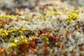 Arctic Tundra lichen moss close-up. Found primarily in areas of Arctic Tundra, alpine tundra, it is extremely cold-hardy. Cladonia