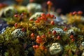 Arctic Tundra lichen moss close-up. Found primarily in areas of Arctic Tundra, alpine tundra, it is extremely cold-hardy. Cladonia