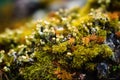 Arctic Tundra lichen moss close-up. Generative AI.