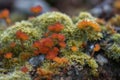 Arctic Tundra lichen moss close-up. Generative AI