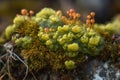 Arctic Tundra lichen moss close-up. Generative AI