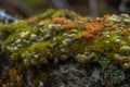 Arctic Tundra lichen moss close-up. Generative AI