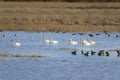 Arctic Tundra Swans, Cackling Geese and Ducks Wintering in the Mid-Willamette Valley, Marion County, Oregon