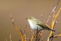 Arctic Warbler Royalty Free Stock Photo