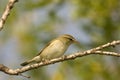 Arctic warbler (Phylloscopus borealis) Royalty Free Stock Photo