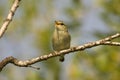 Arctic warbler (Phylloscopus borealis) Royalty Free Stock Photo