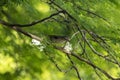 Arctic warbler, Phylloscopus borealis, in a tree Royalty Free Stock Photo
