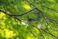 Arctic warbler, Phylloscopus borealis, in a tree Royalty Free Stock Photo