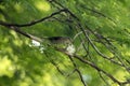 Arctic warbler, Phylloscopus borealis, in a tree Royalty Free Stock Photo