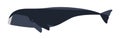 Arctic whale flat vector illustration. Huge marine animal side view. Abstract giant bowhead whale. Balaena mysticetus Royalty Free Stock Photo