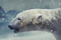 Arctic white bear profile photo.