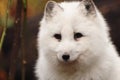 Arctic white fox