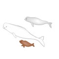 Arctic white whale beluga whale with babies. Vector image. Royalty Free Stock Photo