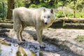 Arctic white wolf Royalty Free Stock Photo