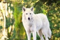 Arctic White Wolf Canis lupus arctos aka Polar Wolf or White Wolf