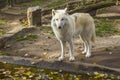 Arctic White Wolf Canis lupus arctos looking at the camera on a fall day Royalty Free Stock Photo