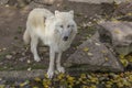 Arctic White Wolf Canis lupus arctos stands on the edge of a pond with fallen leaves, close-up. Royalty Free Stock Photo