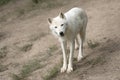 arctic white wolf looking at camera Royalty Free Stock Photo