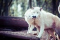 Arctic white wolf