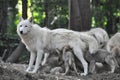 Arctic white wolf