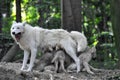 Arctic white wolf