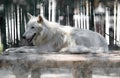 Arctic white wolf Royalty Free Stock Photo