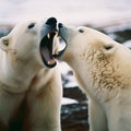 In Arctic wilderness, two polar bears fiercely battle each other.