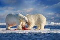 Arctic wildlife, beras. Polar bear on drifting ice with snow feeding on killed seal.